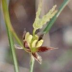 Oreojuncus trifidus Buveinė