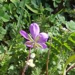 Erodium acaule Kwiat
