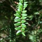 Tepualia stipularis Hoja