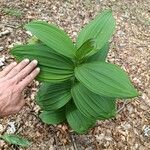 Veratrum viride ഇല