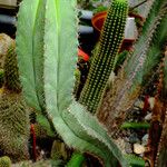 Trichocereus macrogonus Habit