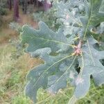 Quercus × rosacea Hoja