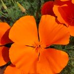 Eschscholzia caespitosa Flor