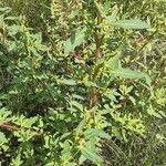 Chenopodium glaucum Leaf