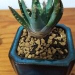 Aloe brevifoliaBlad