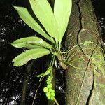 Anthurium pittieri পাতা