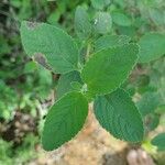 Lippia origanoides Leaf