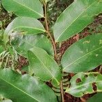 Xylopia aethiopica Φύλλο