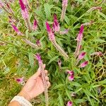 Deeringia spicata Flower