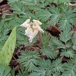 Dicentra canadensis Blomst