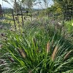 Cenchrus alopecuroides Blatt