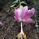 Passiflora tarminiana Flower