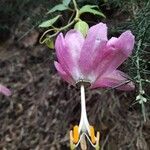 Passiflora tarminiana 花