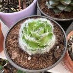 Crassula barbata Hoja