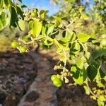 Jasminum fluminense Gyümölcs