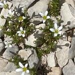 Arenaria grandiflora موطن