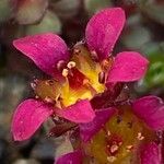 Saxifraga biflora Цвят
