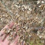 Angelica atropurpurea Плід