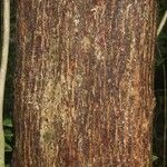 Manilkara bidentata Corteza