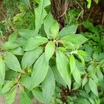 Gesnouinia arborea Leaf