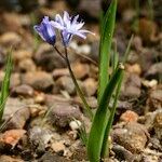 Scilla monophyllos Habit