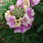 Erysimum scoparium Квітка