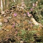 Phacelia bipinnatifida Hábitos