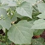 Solanum nigrum Leaf