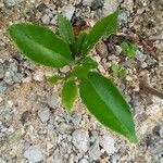 Citrus × aurantium Blatt