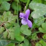 Viola riviniana Квітка