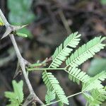 Vachellia collinsii Leaf