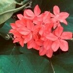 Plumbago indica Flower