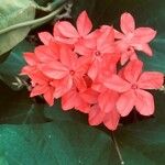Plumbago indica 花