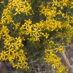 Senecio spartioides Цвят