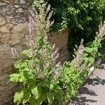 Salvia sclarea 整株植物