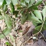 Synsepalum brevipes Fruit