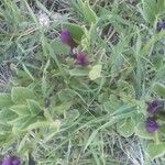 Vicia narbonensis Blad