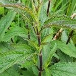 Verbena urticifolia Blad