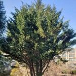 Cupressus leylandii Hàbitat