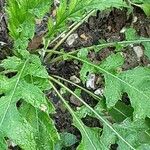 Echinops bannaticus Leaf