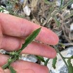 Machaeranthera tanacetifolia Lehti