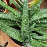 Gasteria carinata Leaf