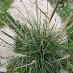 Calamagrostis pseudophragmites Hábito