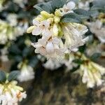 Osmanthus delavayi Blüte