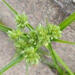 Cyperus eragrostis Habit