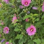 Hibiscus syriacus Vivejo