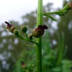 Scrophularia oblongifolia Frukt