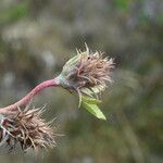 Trifolium scabrum 果實