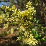 Dalbergia melanoxylon Цвят