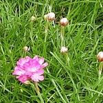 Armeria maritima List